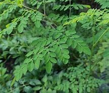 Moringa Tree