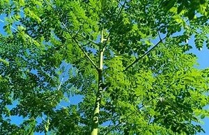 Moringa Tree